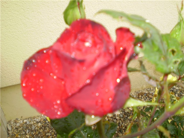 ruža13